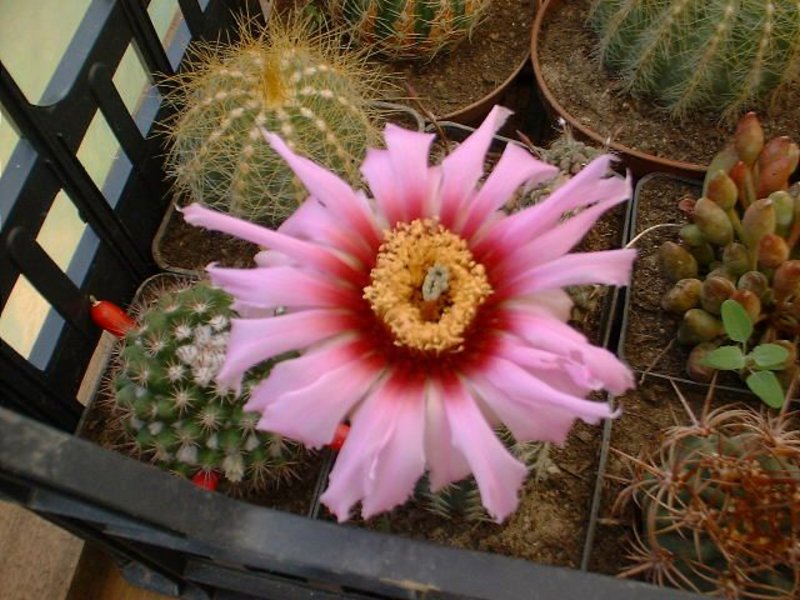 echinocereus (2).jpg